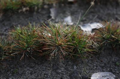 Варварские действия земляков вызывают неприятные чувства у сотрудников ООО «Тума-Рязань-Лес»